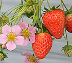 鴨川たむら農園 いちご