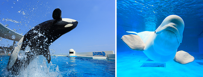 鴨川シーワールド シャチ ベルーガ