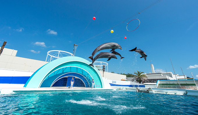 鴨川シーワールド イルカパフォーマンス