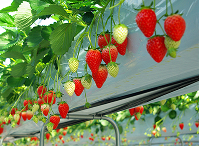 北田農園 いちご
